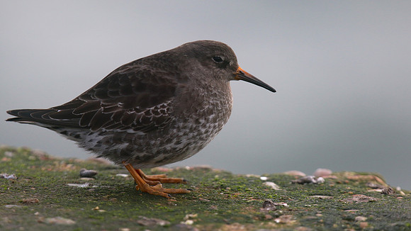 Purple Sandpiper, Burghead, February 2016