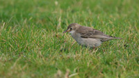 Rose-coloured Starling, Davidstow Airfield, September 2016