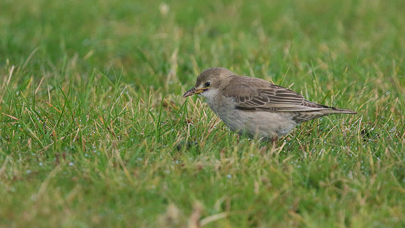 Rose-coloured Starling, Davidstow Airfield, September 2016