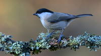 Marsh Tit, Forest of Dean, January 2016