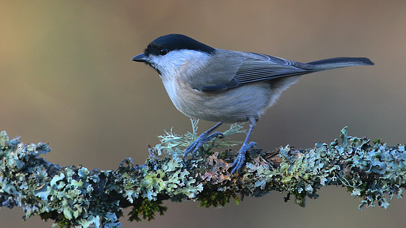Marsh Tit, Forest of Dean, January 2016