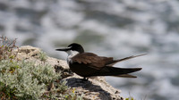 Bridled Tern, Rottnest Island, November 2013