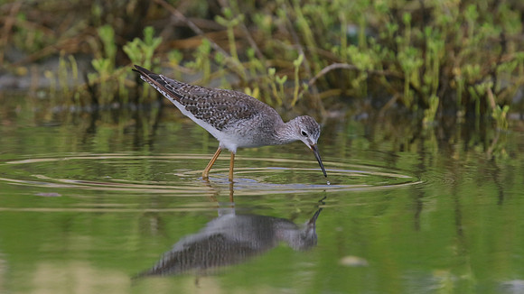 Greater Yellowlegs, Palm Beach, Aruba, November 2015