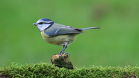 Blue Tit, Tockington, December 2015