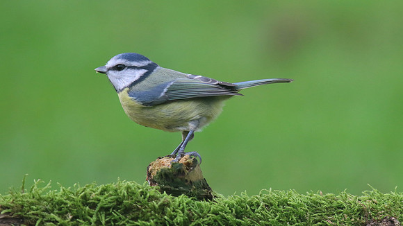 Blue Tit, Tockington, December 2015