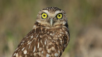 Burrowing Owl, Palm Beach, Aruba, November 2015