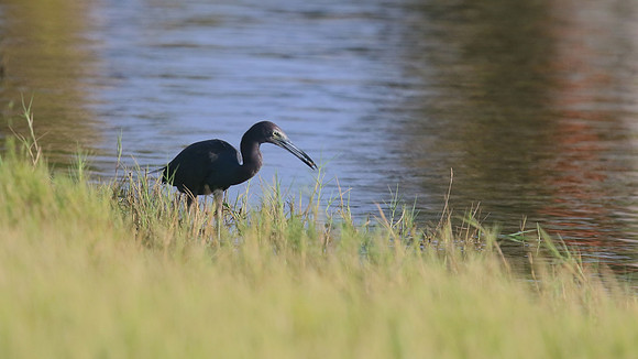Little Blue Heron, Palm Beach, Aruba 2015.
