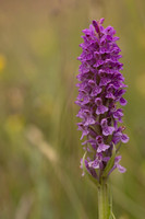 Souhern Marsh-orchid, Kenfig, June 2024