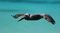 Brown Pelican