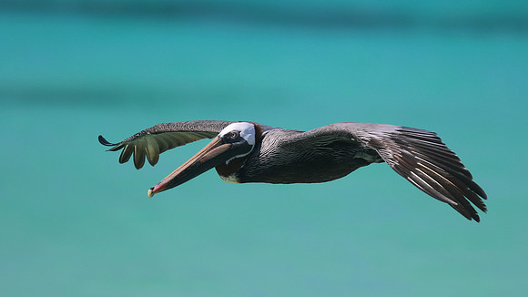 Brown Pelican, Arashi Beach, Aruba, November 2015.