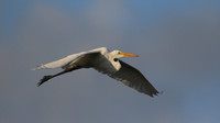 Great Egret, Palm Beach, Aruba, November 2015