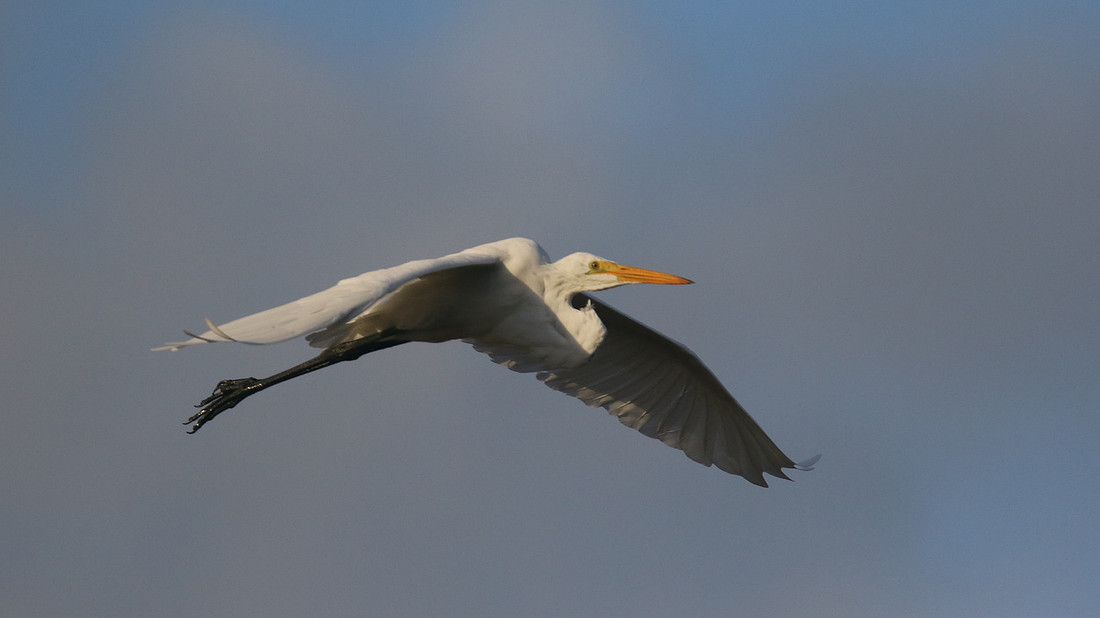 Great Egret, Palm Beach, Aruba, November 2015