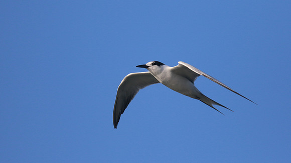 Common Tern. Arashi Beach, Aruba, November 2015
