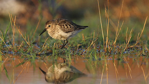 Dunlin, Logoa dos Salgados, Portugal, September 2015