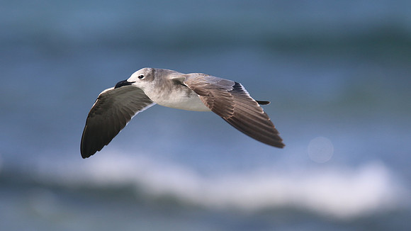 Laughing Gull, Arashi Beach, Aruba, November 2015