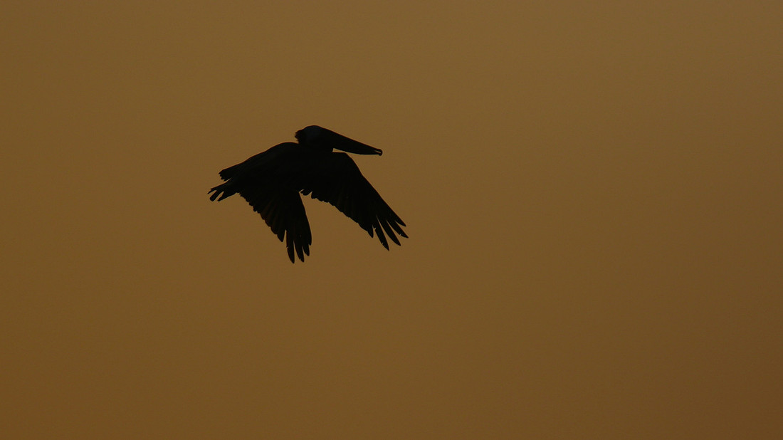 Brown Pelican, Arashi Beach, Aruba, November 2015