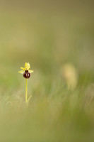 Early Spider-Orchid, Dorset Coast, April 2023