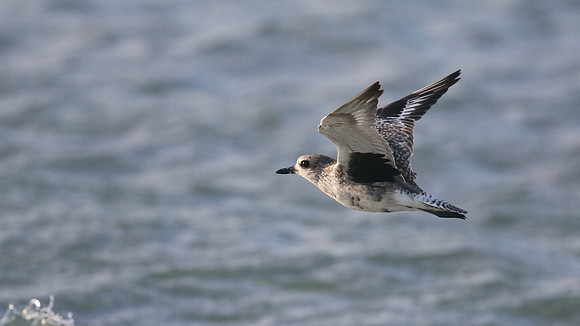 Black-belled Plover, Arashi Beach, Aruba, November 2015