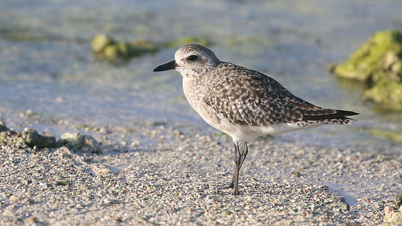 Black-belled Plover, Arashi Beach, Aruba, November 2015.