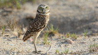 Burrowing Owl, Palm Beach, Aruba, November 2015