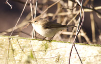 Siberian Chiffchaff, St Werburgs 2013