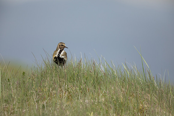 Golden Plover, Eyrarbakki, Iceland, June 2022.