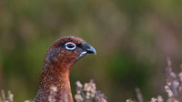 Red Grouse