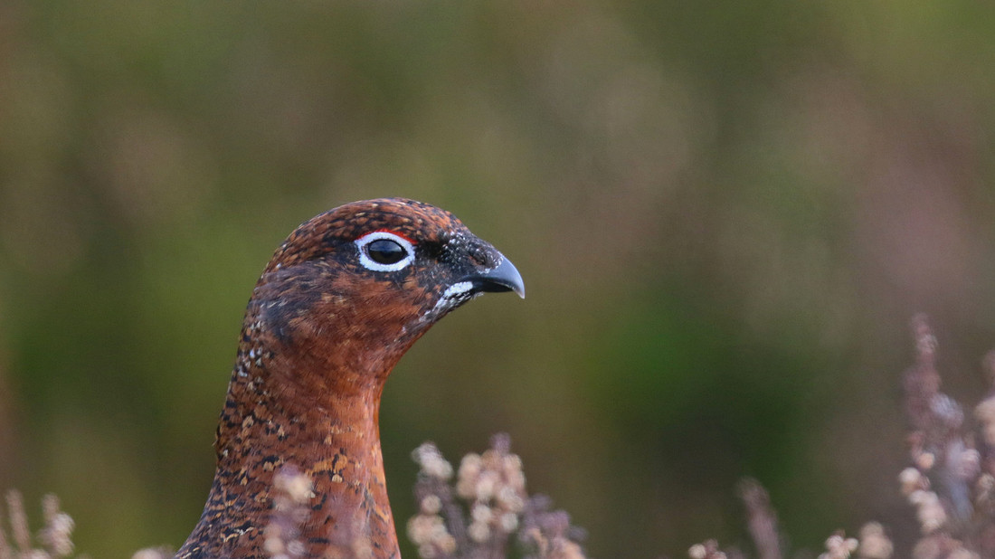 Red Grouse, Lochindorb, February 2016.