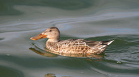 Shoveler,  Farmoor Reservoir, October 2014