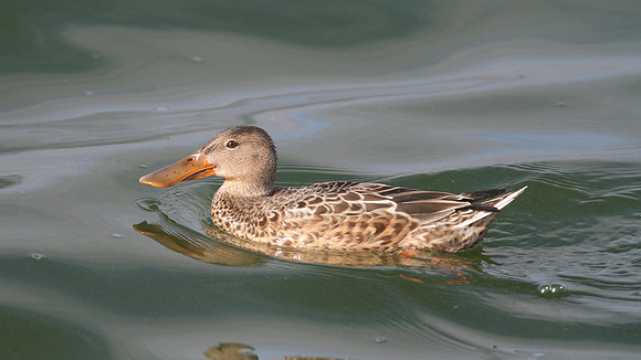 Shoveler,  Farmoor Reservoir, October 2014