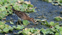 Wilson Snipe, Bubali Pond, Aruba, November 2015.