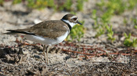 Killdeer, Palm Beach, Aruba, November 2015