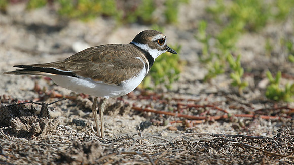 Killdeer, Palm Beach, Aruba, November 2015