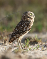 Burrowing Owl, Palm Beach, Aruba, November 2015