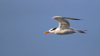 Royal Tern, Arashi Beach, Aruba, November 2015