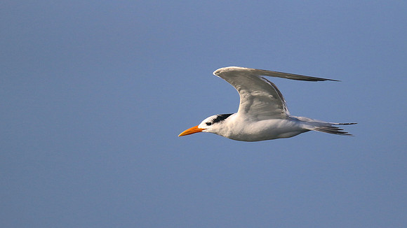Royal Tern, Arashi Beach, Aruba, November 2015