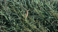 Little Bittern, Logoa dos Salgados, Portugal, September 2015