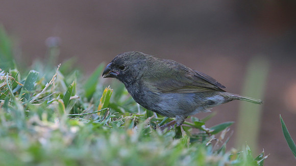 Black-faced Grassquit, Palm Beach, Aruba, November 2015.