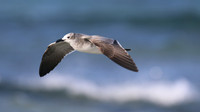Laughing Gull, Arashi Beach, Aruba, November 2015