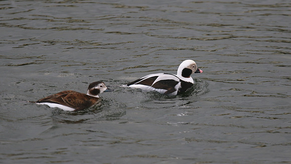 Long-tailed Duck, Lossiemouth, February 2016