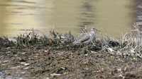 Spotted Sandpiper, Palm Beach Salina, Aruba, November 2015.