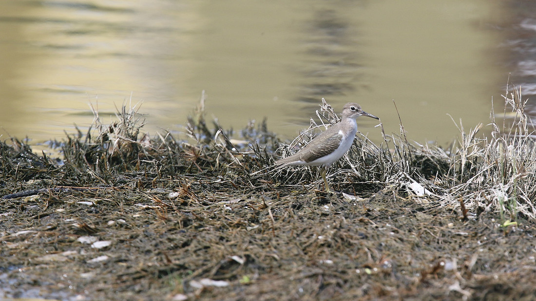 Spotted Sandpiper, Palm Beach Salina, Aruba, November 2015.
