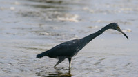 Litte Blue Heron