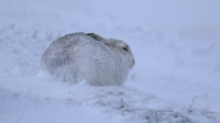 Mountain Hare, Findhorn Valley, February 2016