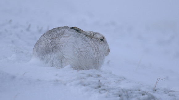 Mountain Hare, Findhorn Valley, February 2016