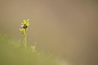 Early Spider-Orchid, Dorset Coast, April 2023