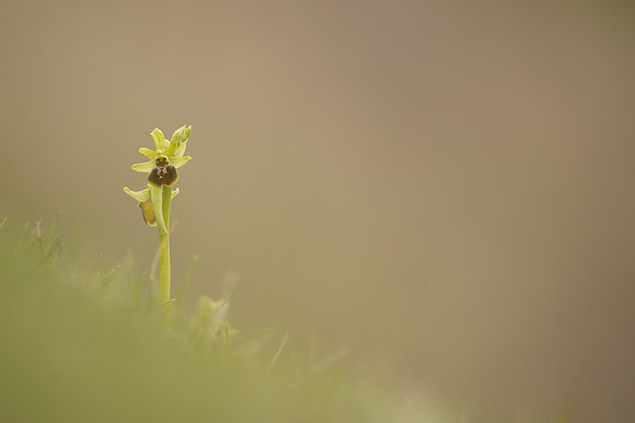 Early Spider-Orchid, Dorset Coast, April 2023