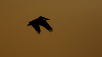 Brown Pelican, Arashi Beach, Aruba, November 2015