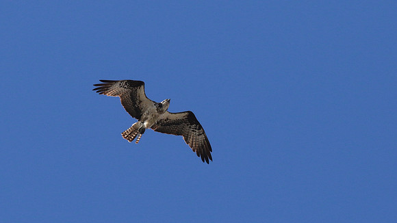 Osprey, Aruba, November 2015.