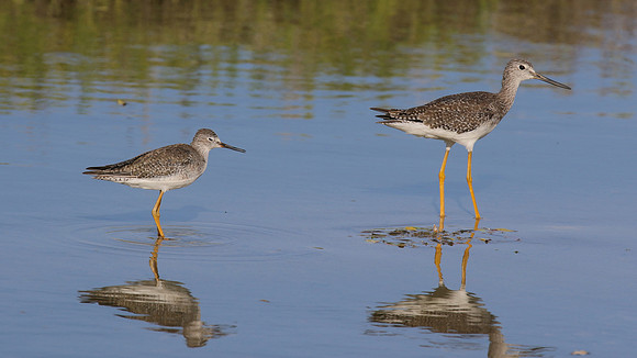 Lesser Yellowlegs and Greater Yellowlegs, Palm Beach, Aruba, November 2015